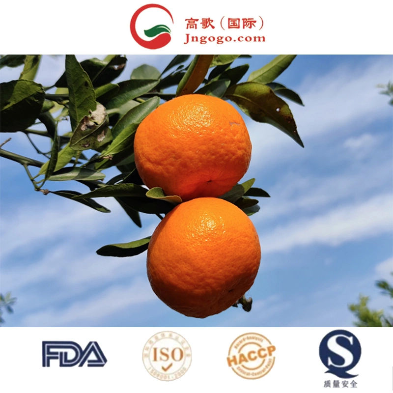 Carnes frescas Navel Orange /Carnes Mandarin Laranja/Egipto laranjas