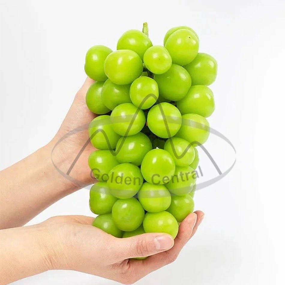 Seedless 2023 China dulce azúcar brillo Mascate uva