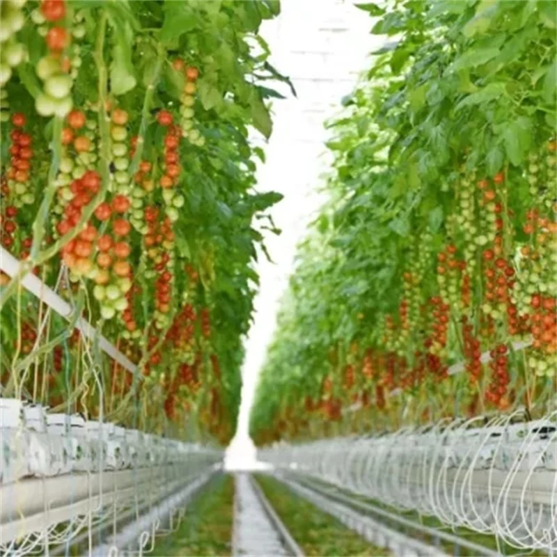 Smart Agricultural Multi Span Arch-Typ Folie PE Gewächshaus für Vertikal Landwirtschaft Landwirtschaft von Gemüse/Blumen/Tomaten/Garten mit Hydrokultur-System