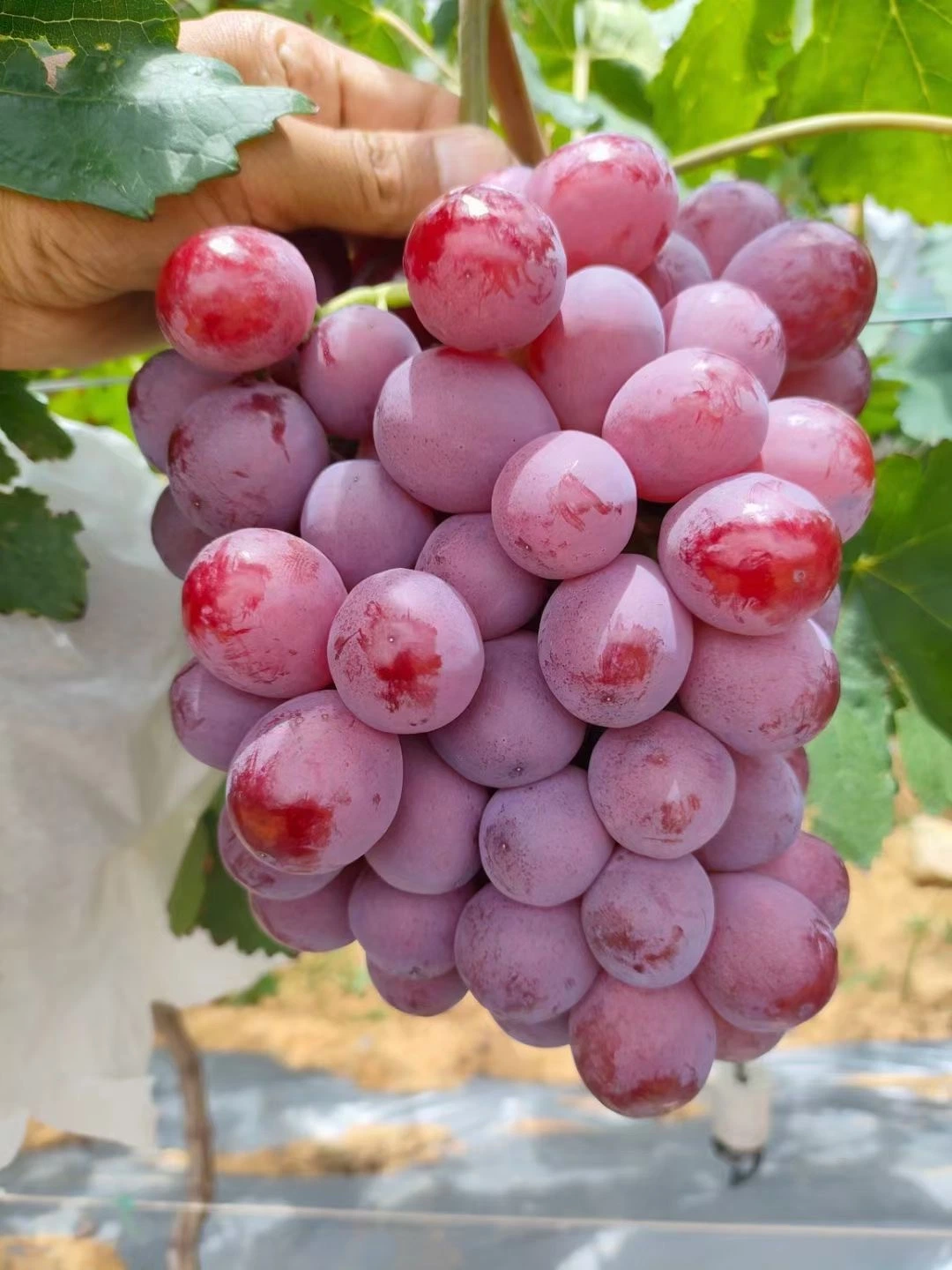 Hot Sell Fresh Sweet Chinese Red Grapes