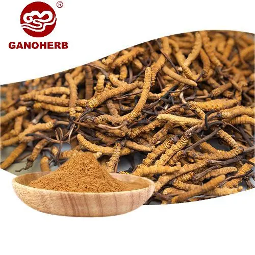 Abastecimento a granel Cordyceps Sinensis Extract Cordyceps Puro Pó de cogumelo em estoque de alimentos de Saúde