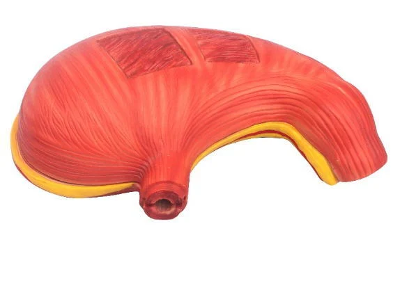 La Enseñanza Médica Tipo de simulación 3D de plástico de la Anatomía Humana modelo hígado