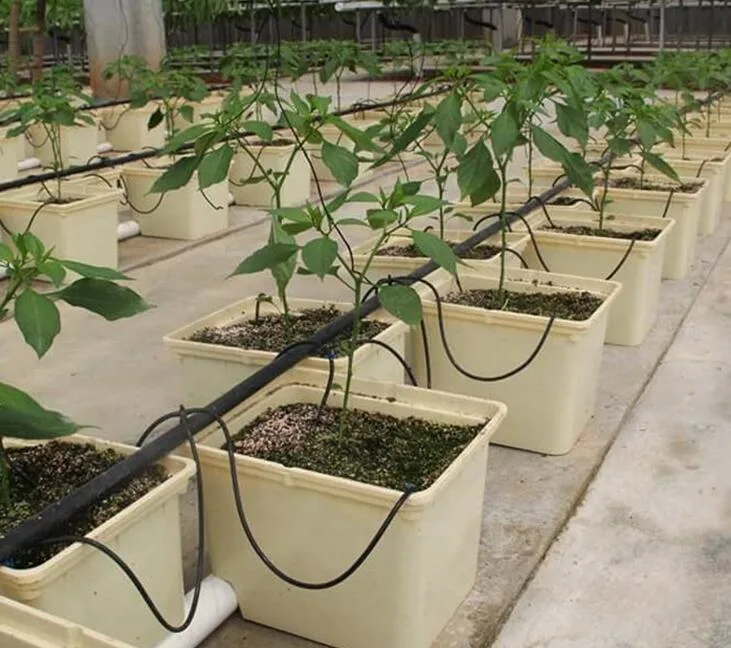 Efficient Dutch Irrigation System Bato Bucket for Greenhouse