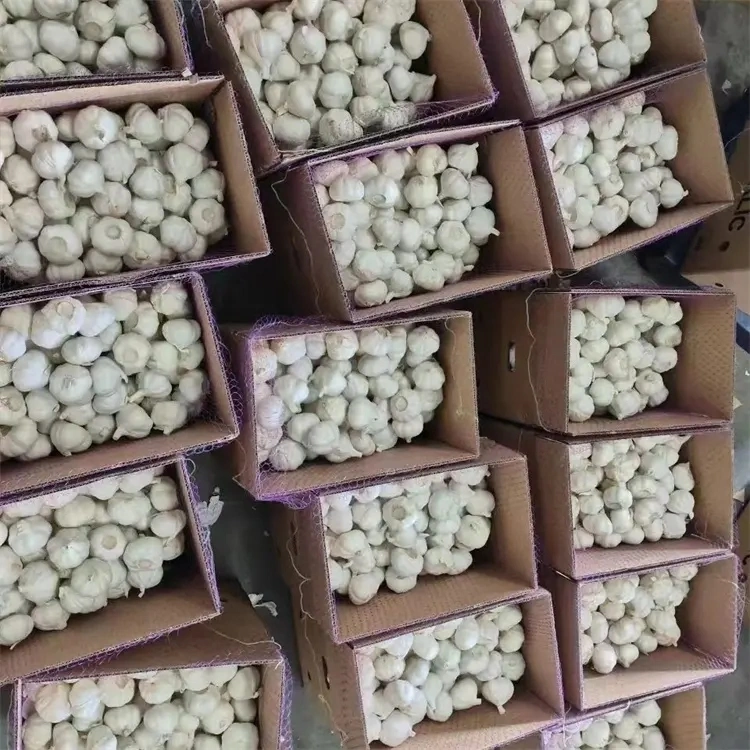 Wholesale/Supplier Chinese Garlic 5.0cm Packing Fresh Normal Garlic