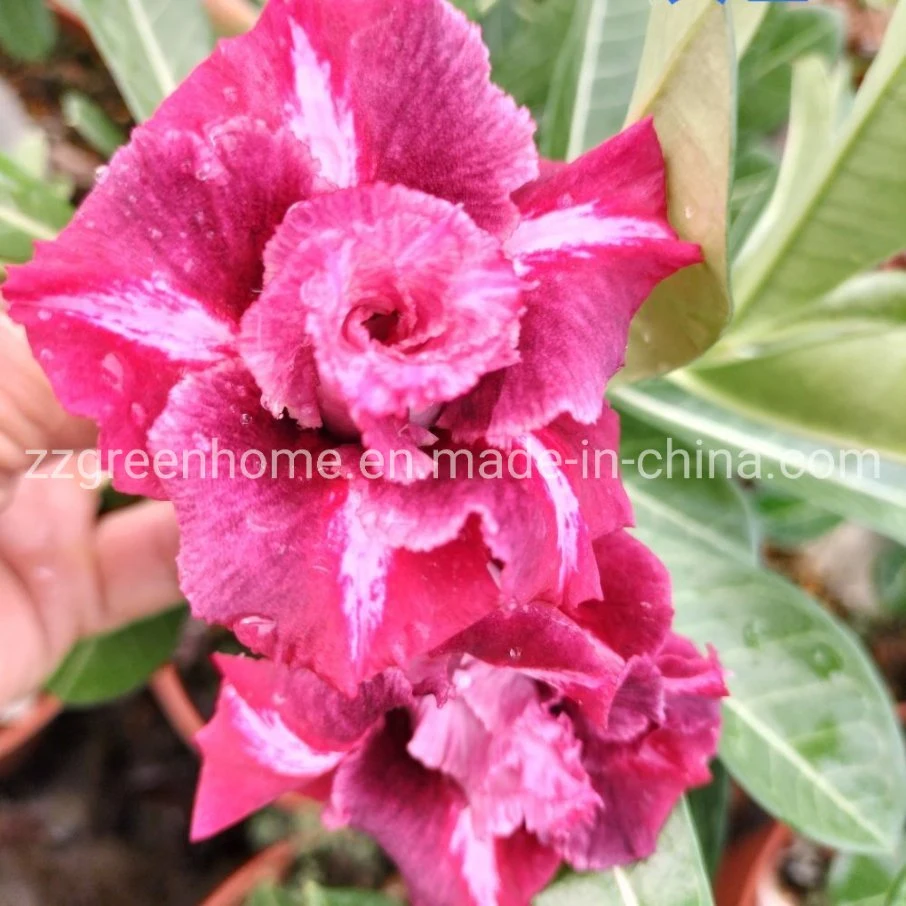 Live Desert Rose Natural Adenium Obesum Beautiful Flower