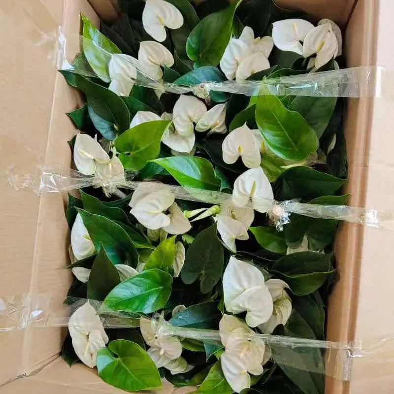 Anthurium Weiße Weihnachten Heiße Blumen Indoor Bonsai Pflanzen Gartenarbeit Live Anlage