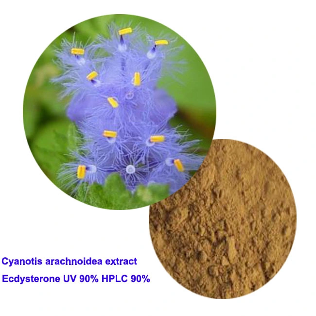 Hydroxyecdysone/Beta Ecdysterone Cyanotis Arachnoidea Extract Natural