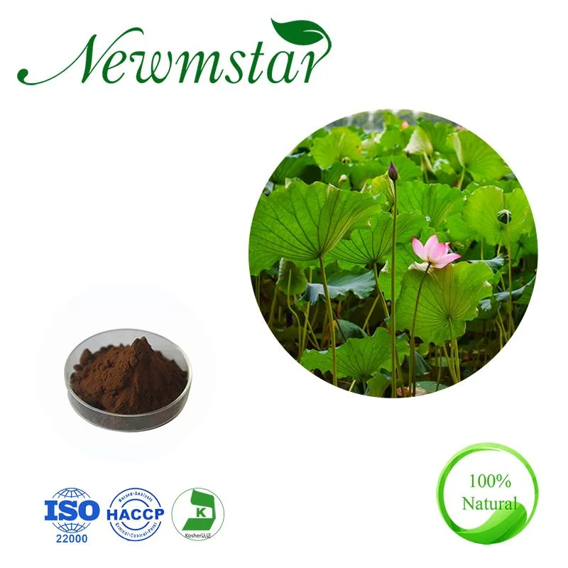 Certificación ISO22000 Soluble en agua Nuciferine Folium Nelumbinis extracto para la pérdida de peso Extracto de la hoja de loto