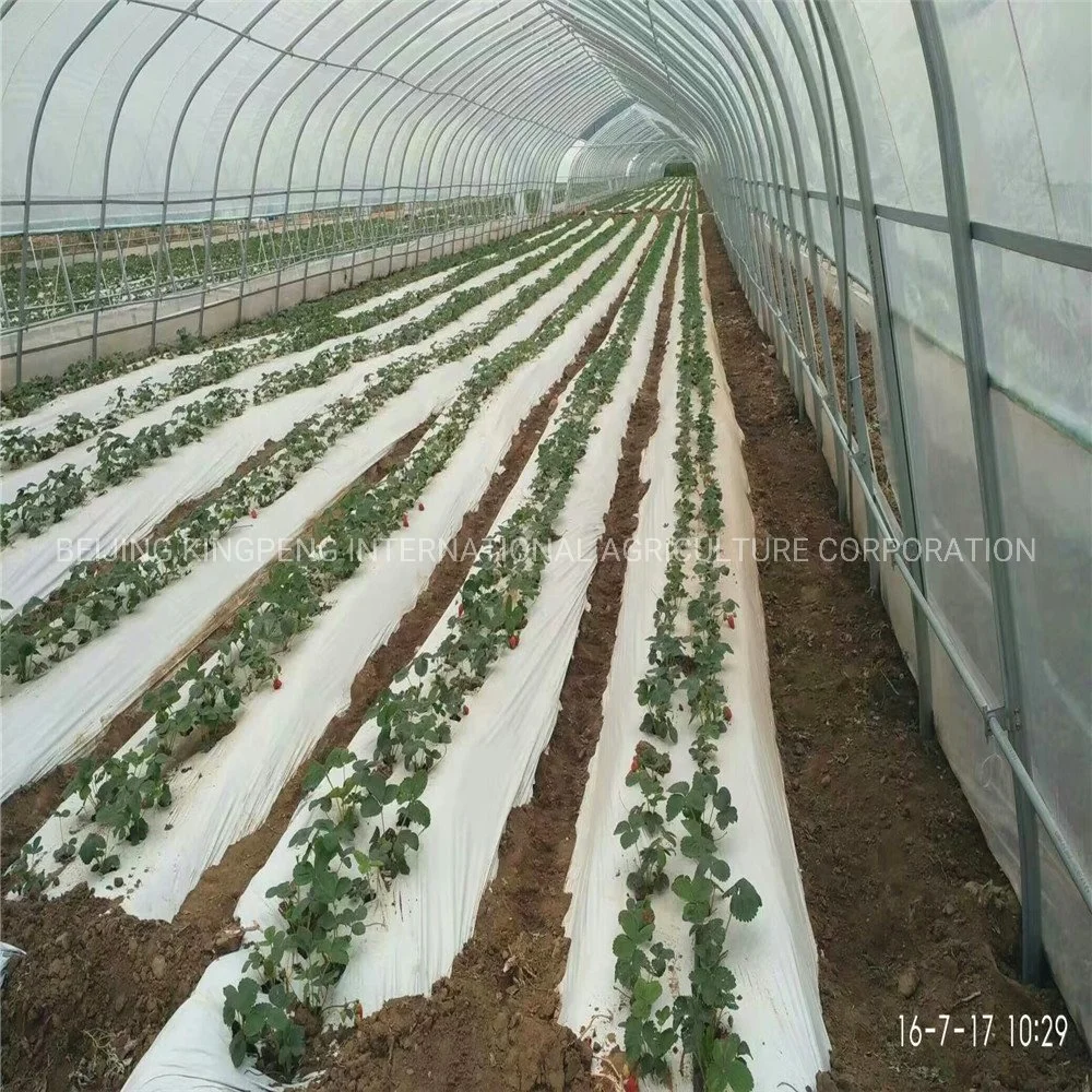 Túnel de baja Single-Span Agricultura de la película de plástico de doble capa de gases de efecto