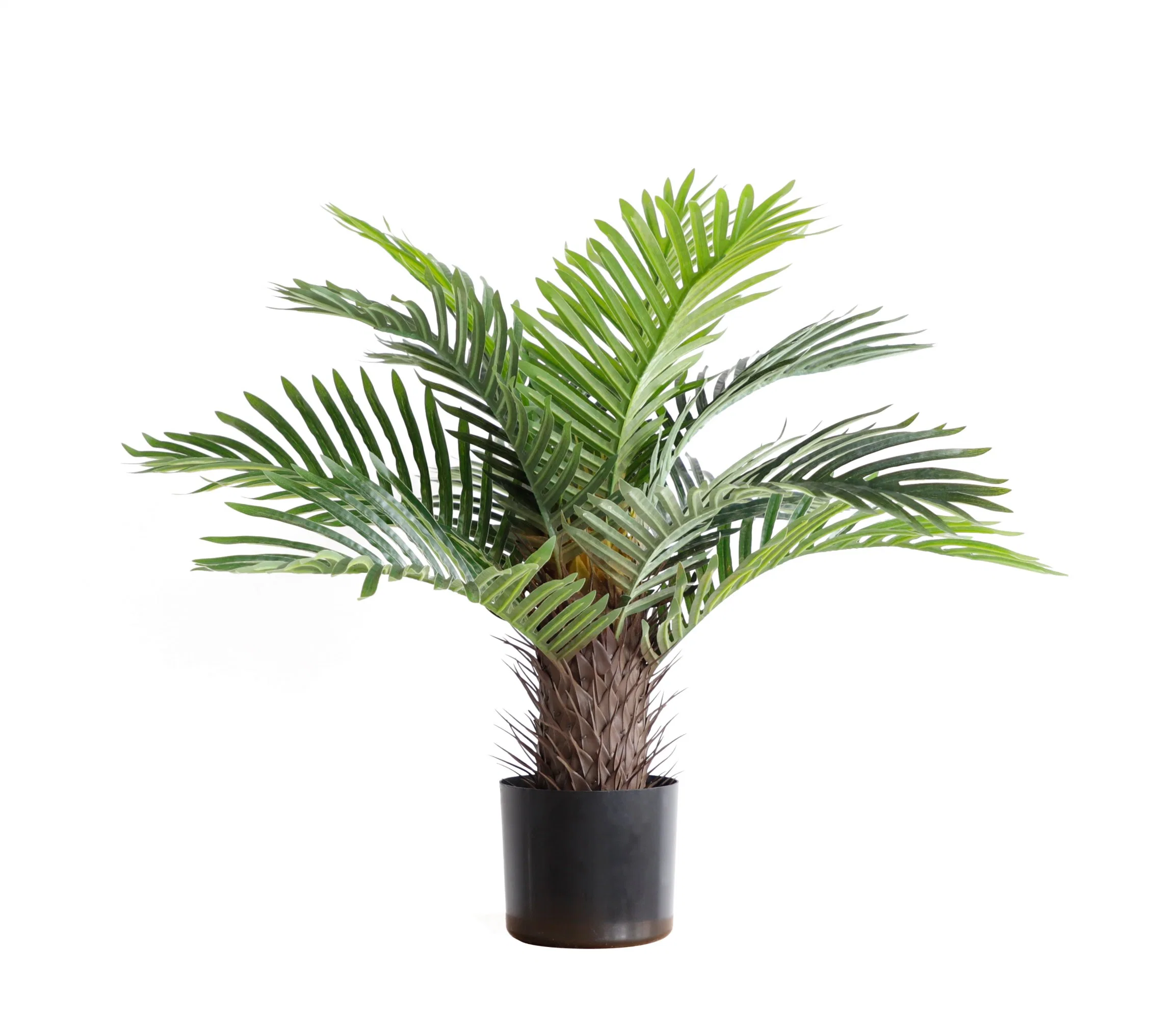 Hot Sale with Plastic Pot Home and Shop Decoration Small Palm Tree Plants