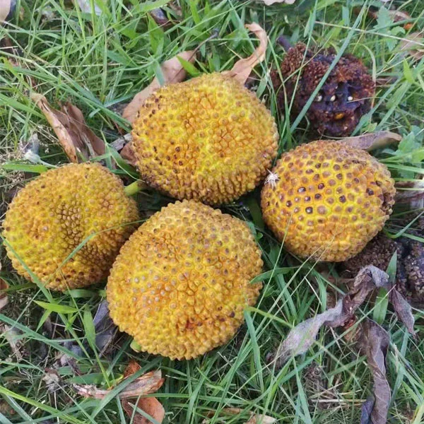 Touchgesunde Ernährung Artocarpus Incisa Samen/Artocarpus Altilis Samen/Brot Frucht Baum Samen