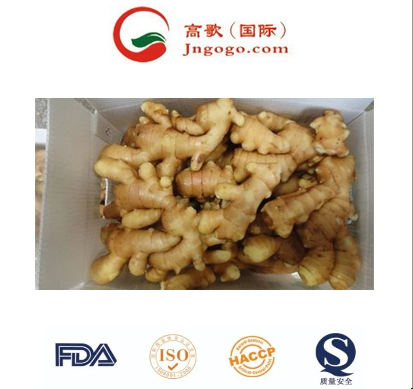 New Crop Fresh Ginger (100g- 250g and up etc)