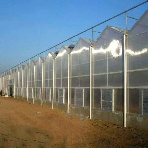 Venlo Type Plastic Sheet Agricultural Greenhouse Galvanized Steel Frame with Low Price