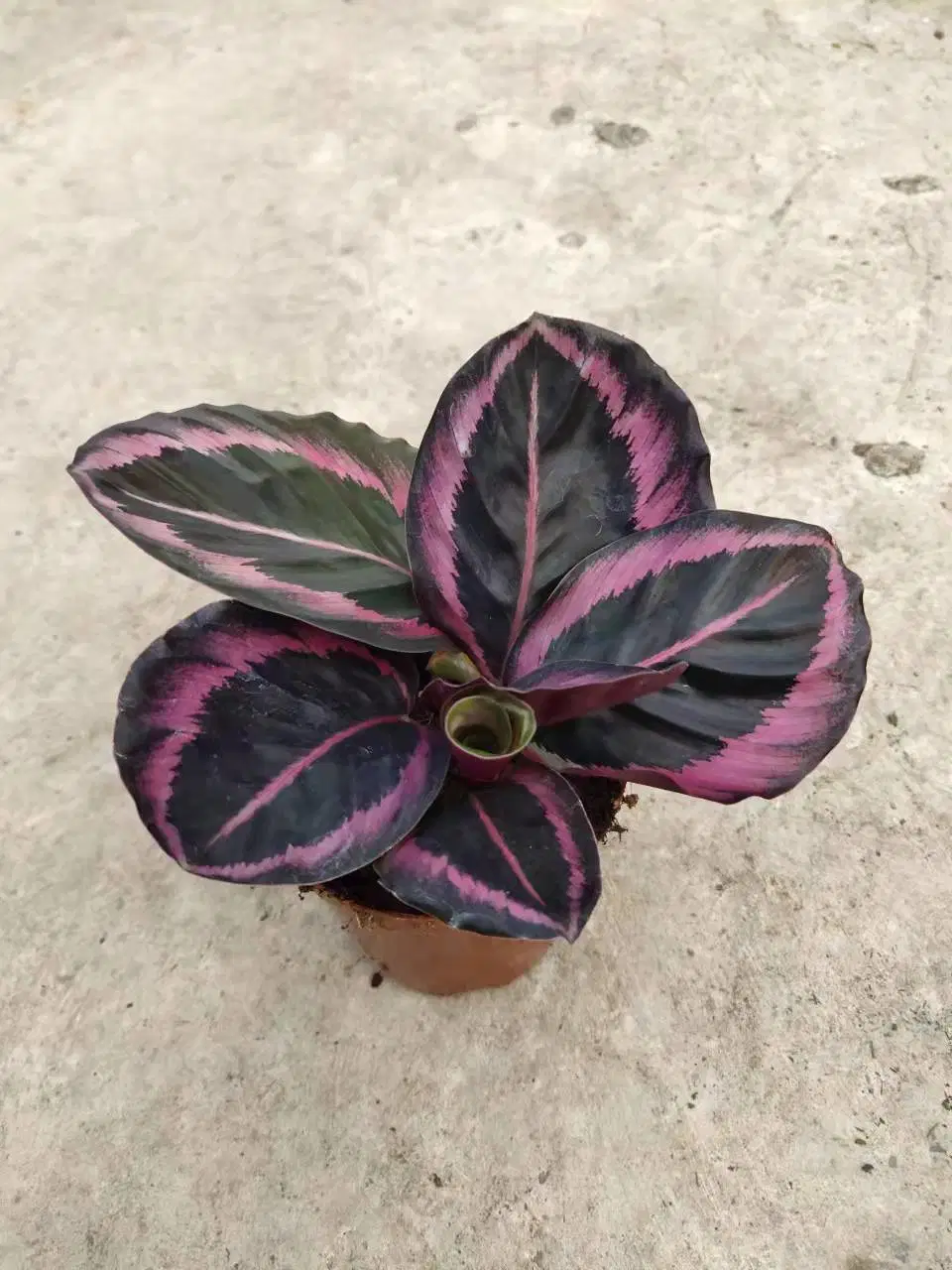 Everygreen Aglaonema Maria Flor Bonsai vivero de Wholesale