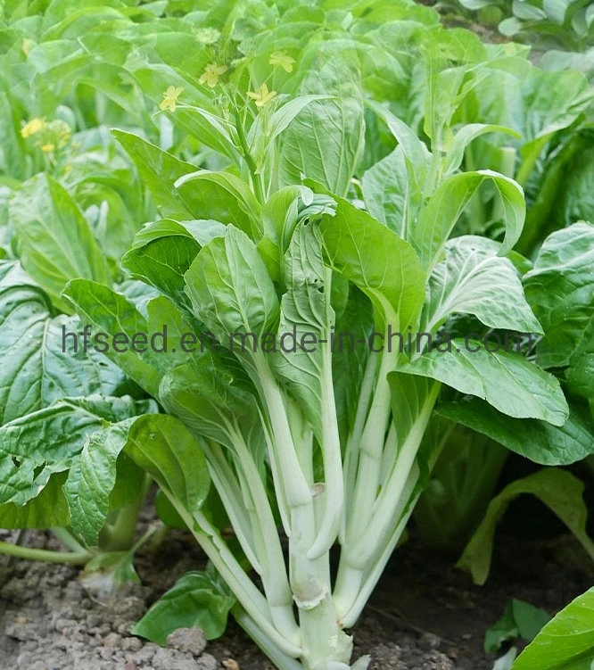 Flowering Chinese Cabbage Green Vegetables Seeds