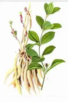 La medicina tradicional china Mibaihe Stemonae Radix (miel procesado) gránulo de fórmula para la salud