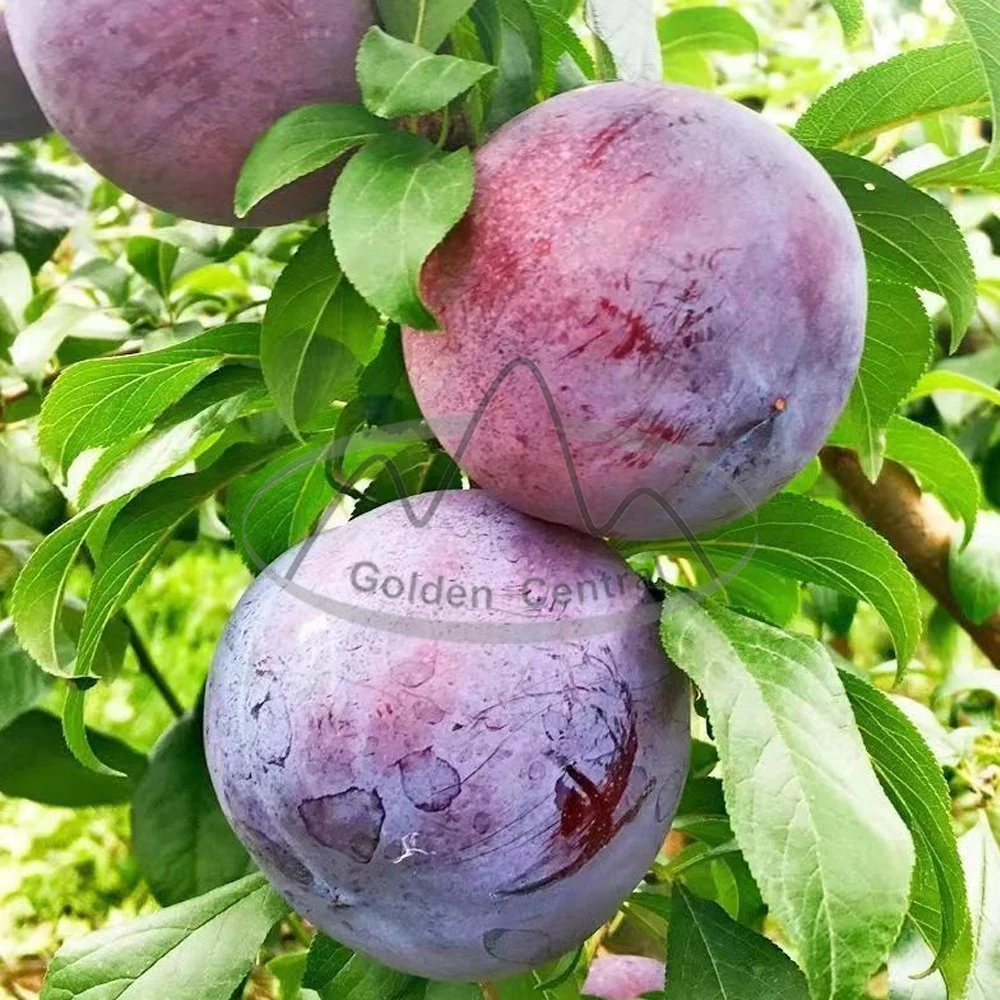 Органическая Плума происхождения Тип свежие Плумы фрукты из Китая для Продажа свежих черных плодоплодов