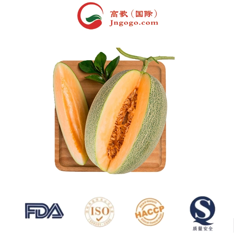 Available New Product Sweet Fresh Cantaloupe Hami Melon