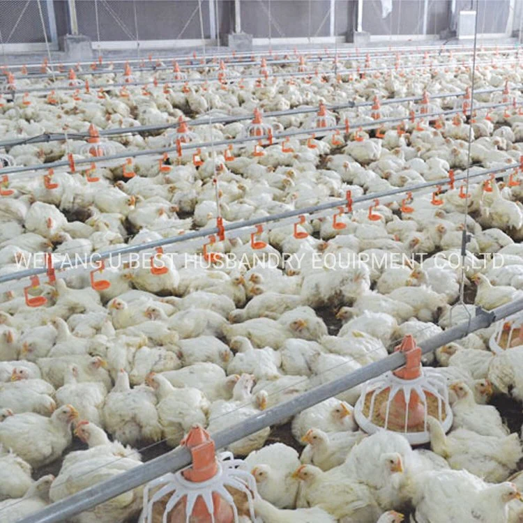 Low Price Small Scale Poultry Farming