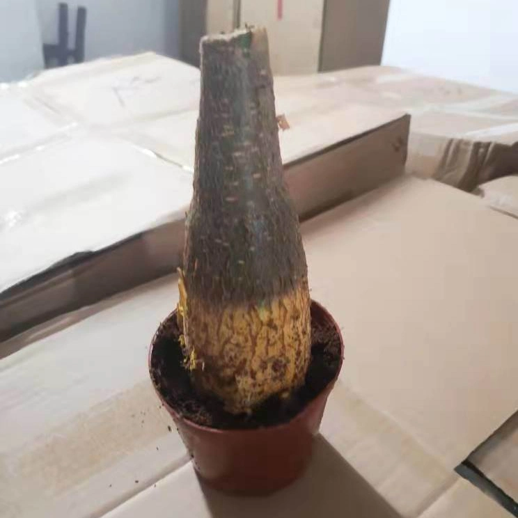 Bare Root Single Head Pachira Microcarpa