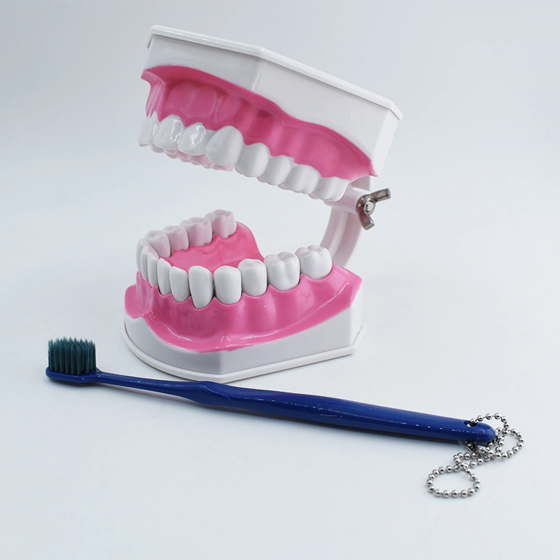 Modelo de Enseñanza de los dientes dental