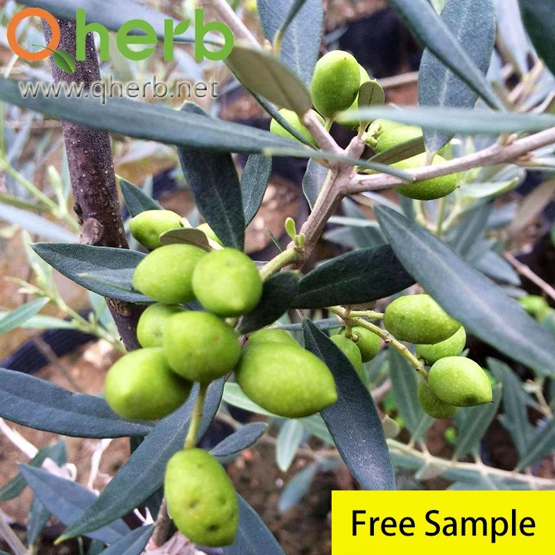 Pure Oleuropein 40% Organic Olive Leaf Extract for Blood Pressure