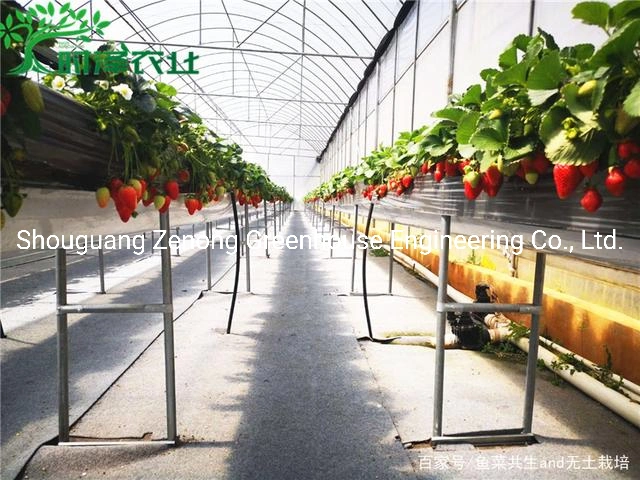 Elevated Strawberry Planting System for Agricultural Park/Sightseeing/Botanical Gardens