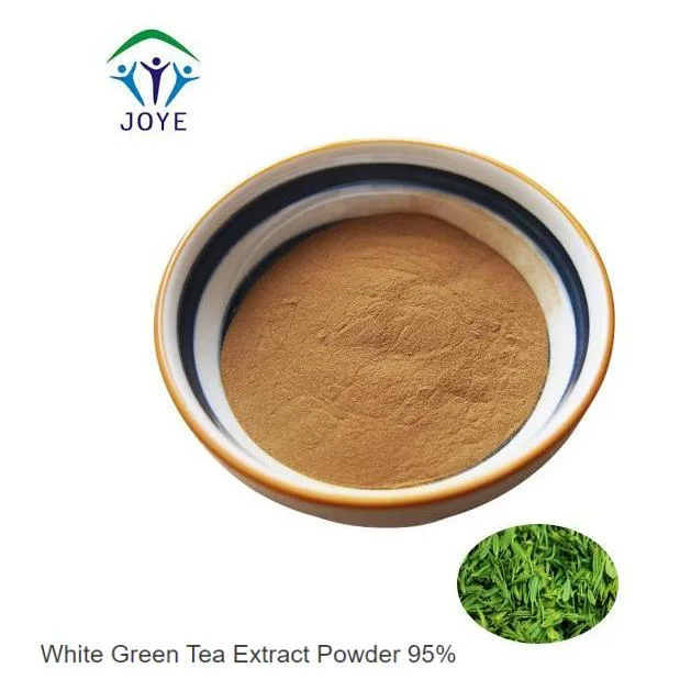 100% Natural Instant Organic White Green Tea Extract Powder 95%