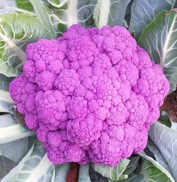 Healthy and Nutritious Vegetables Purple Broccoli and Cauliflower Seeds