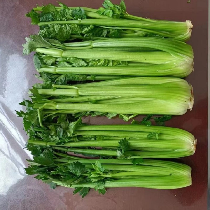 Lowest Price Export Natural Organic Chinese High quality/High cost performance  Fresh Green Celery with High quality/High cost performance 