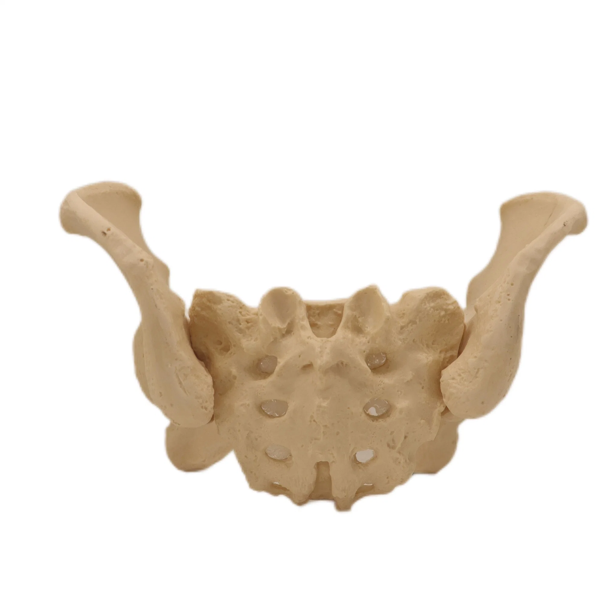 Discount Price PVC Humam Anatomical Model Woman Pelvis