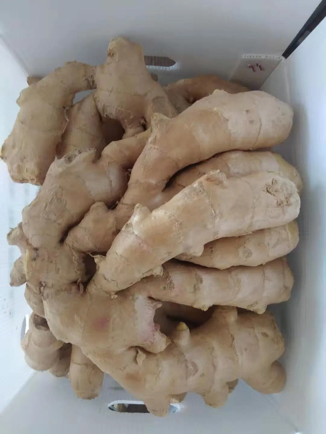 Chinese Fresh Ginger Air Dry Ginger for Export