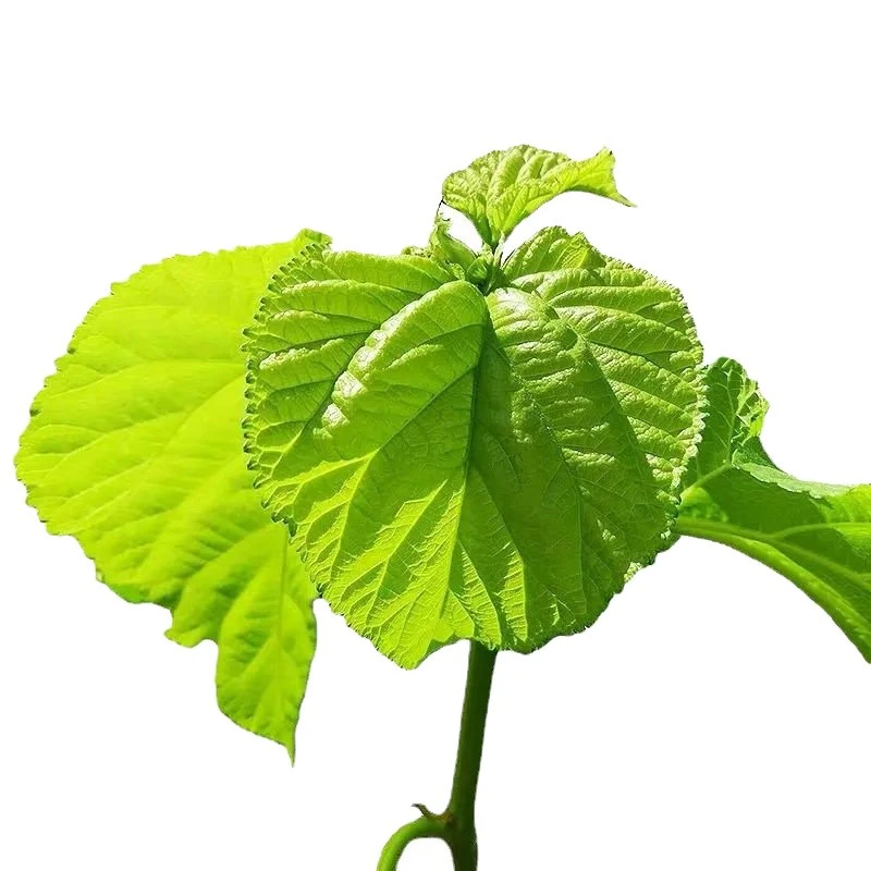 Comext Direct Factory Price 10% HPLC Polysaccharides for Blood Sugar Morus Alba White Mulberry Leaf Extract