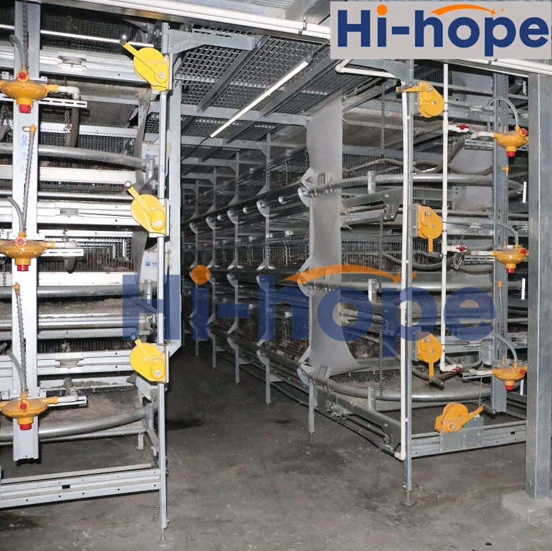 Automatic Layer Chicken Cage with Feeding Machine, Manure Machine