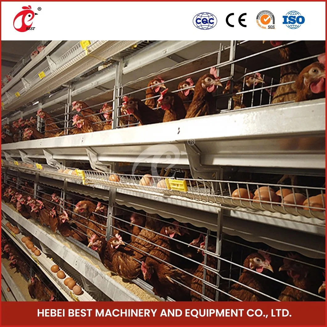 Bestchickencage H Type Breeder Cage Layer Cage China Home Chicken Layer Coop Manufacturer High-Quality Anti-Bacterial Spread Design Meat Chicken Layer Cage