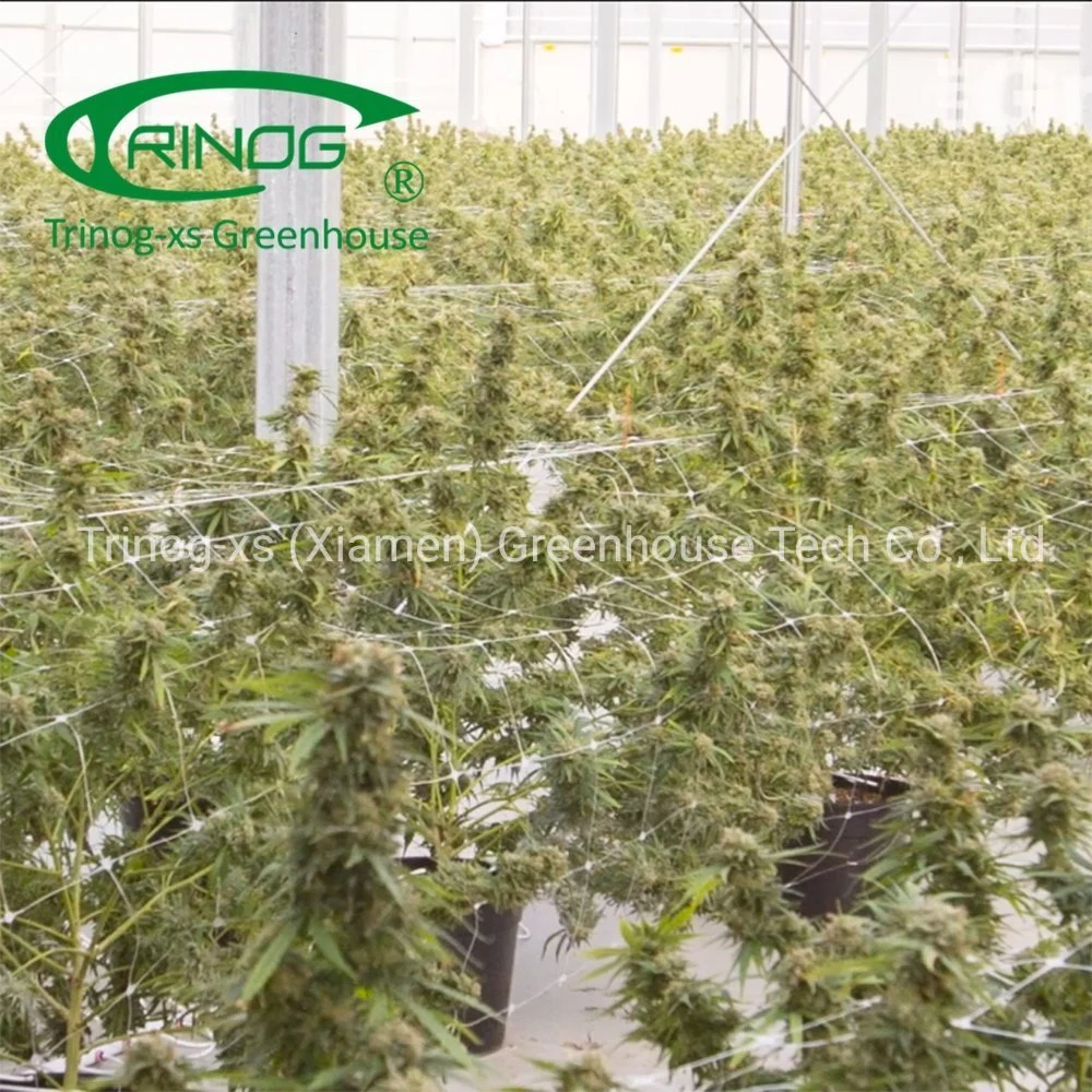 Trinog Greenhouse commercial used LED light deprivation medial plant greenhouses for medical industrial