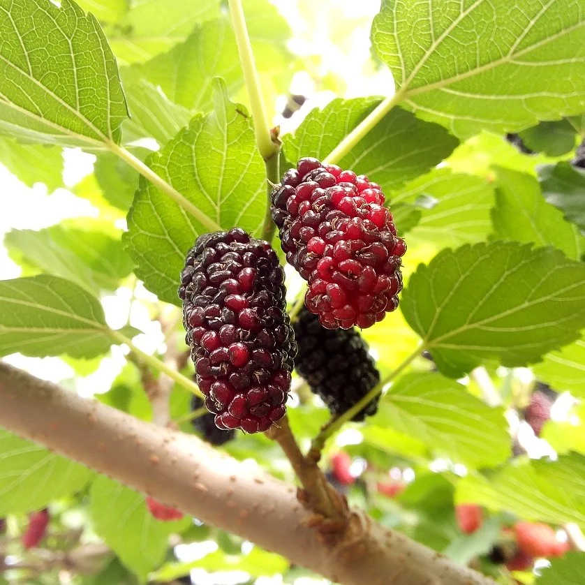 Extracto de Mulberry orgánico fuerte antioxidante antocianinas Extracto de Mulberry