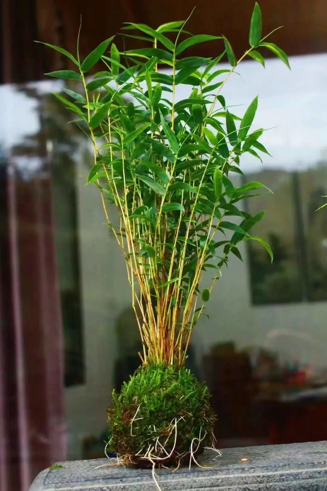 Rhapis Excelsa Lady Palm Bamboo Dwarf Ground Rattan Indoor Decoration Plants