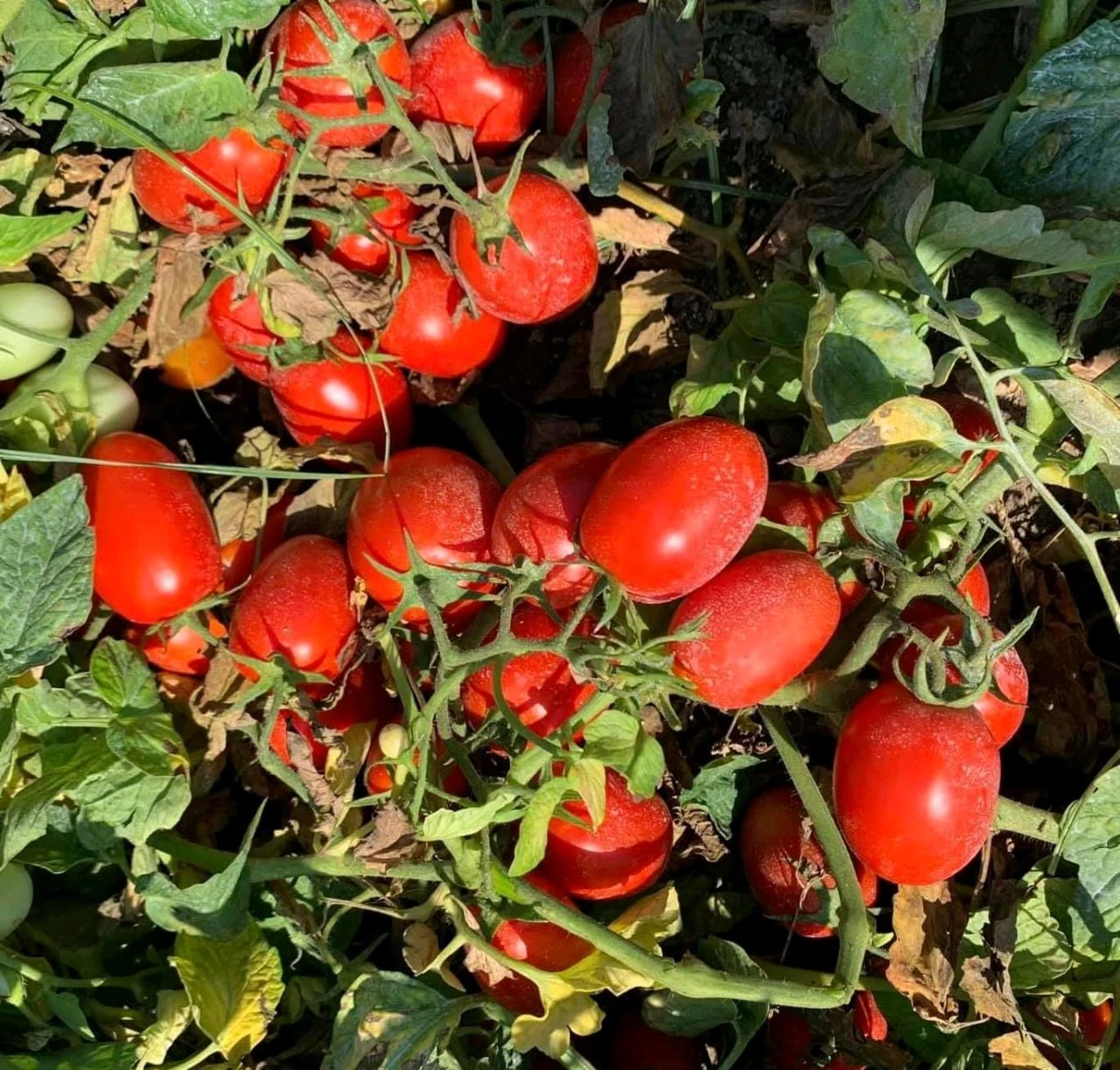  Semillas de tomate híbrido F1 determinado ovalado para terrenos abiertos 