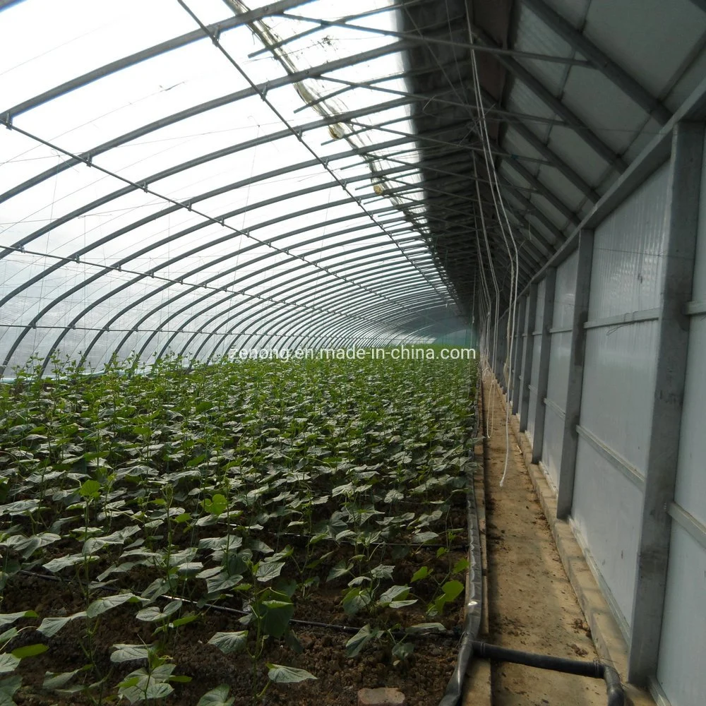 Chinese Greenhouse Hydroponic Irrigation System Tomato Strawberry Agriculture Steel Frame Muti Span Polycarbonate Green Houses