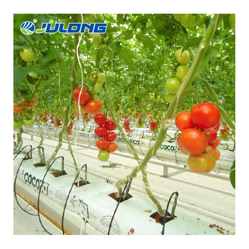 Low Cost Agricultural Commercial Venlo Polycarbonate Sheet Multi-Span Greenhouse with Hydroponic System for Vegetables/Strawberry/Tomato/Flowers