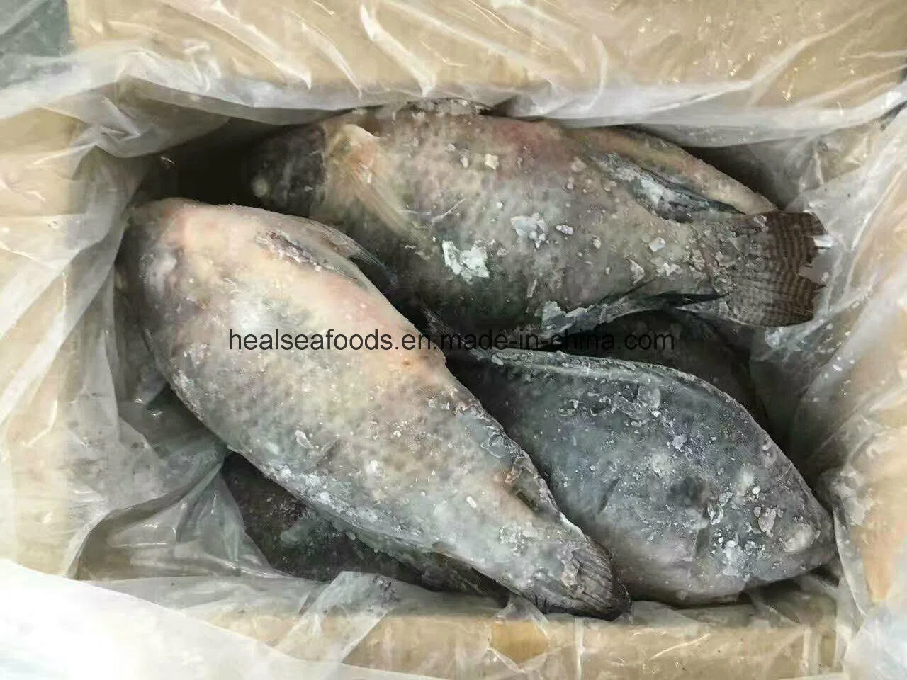 Frozen Seafood Tilapia Fish for Africa