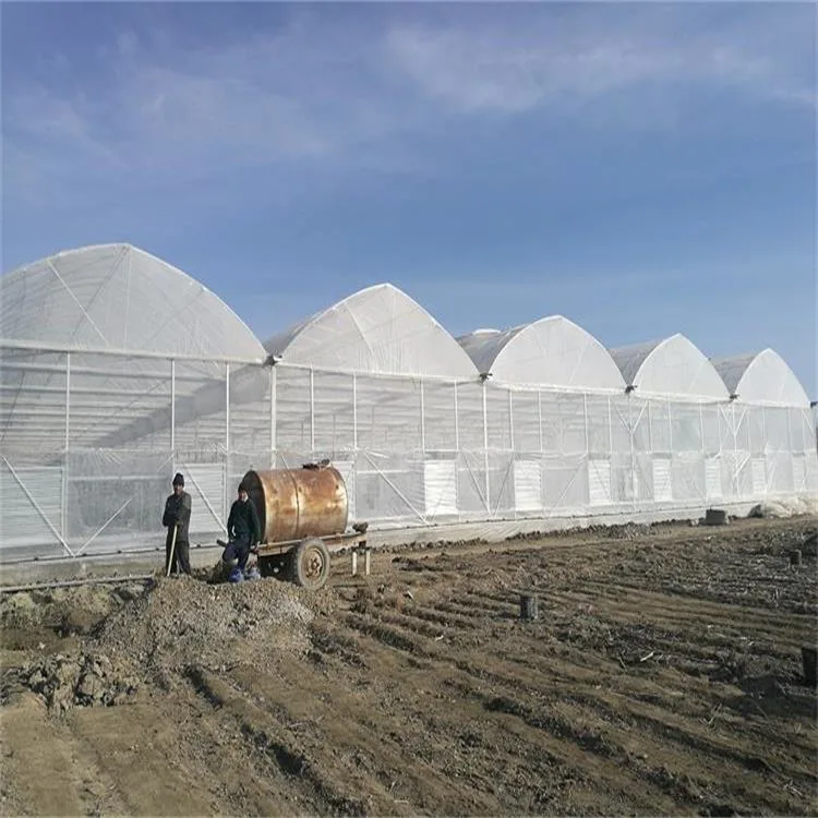 2023 Neue Muti-Span Plastikfolie Poly Tunnel Gewächshaus Landwirtschaft Sägezahn Grüne Häuser mit holländischem Eimer-System Erdbeer-Hydrokultur mit Kühlung System