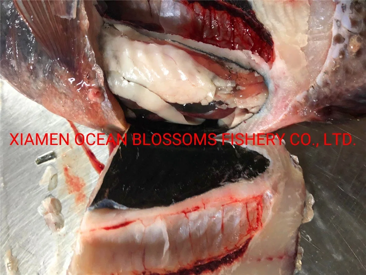 Buy Live Frozen Tilapia Fish From Oceanblossoms Supplier