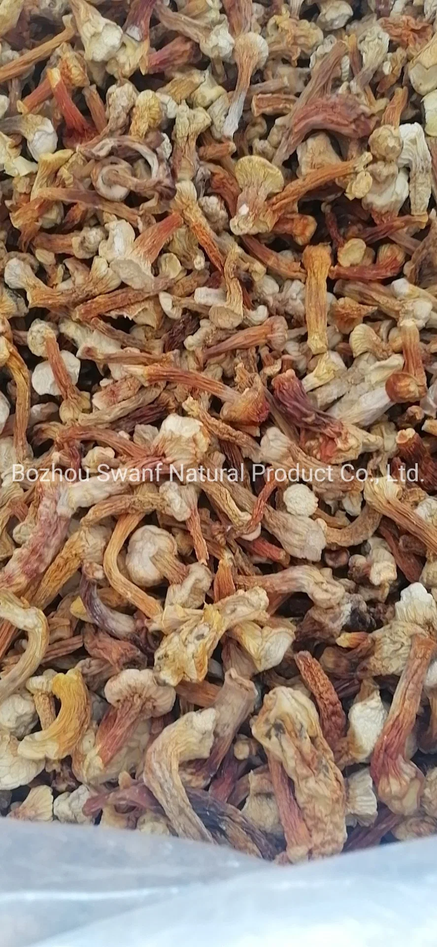 Wholesale/Supplier Dried Raw Natural Almond Mushrooms Agaricus Blazei Mushroom for Sale