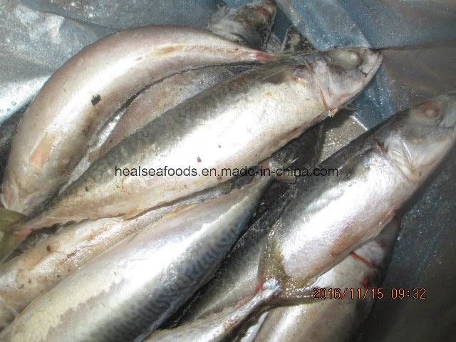 Frozen Mackerel Fish Pacific Mackerel (300-500g)