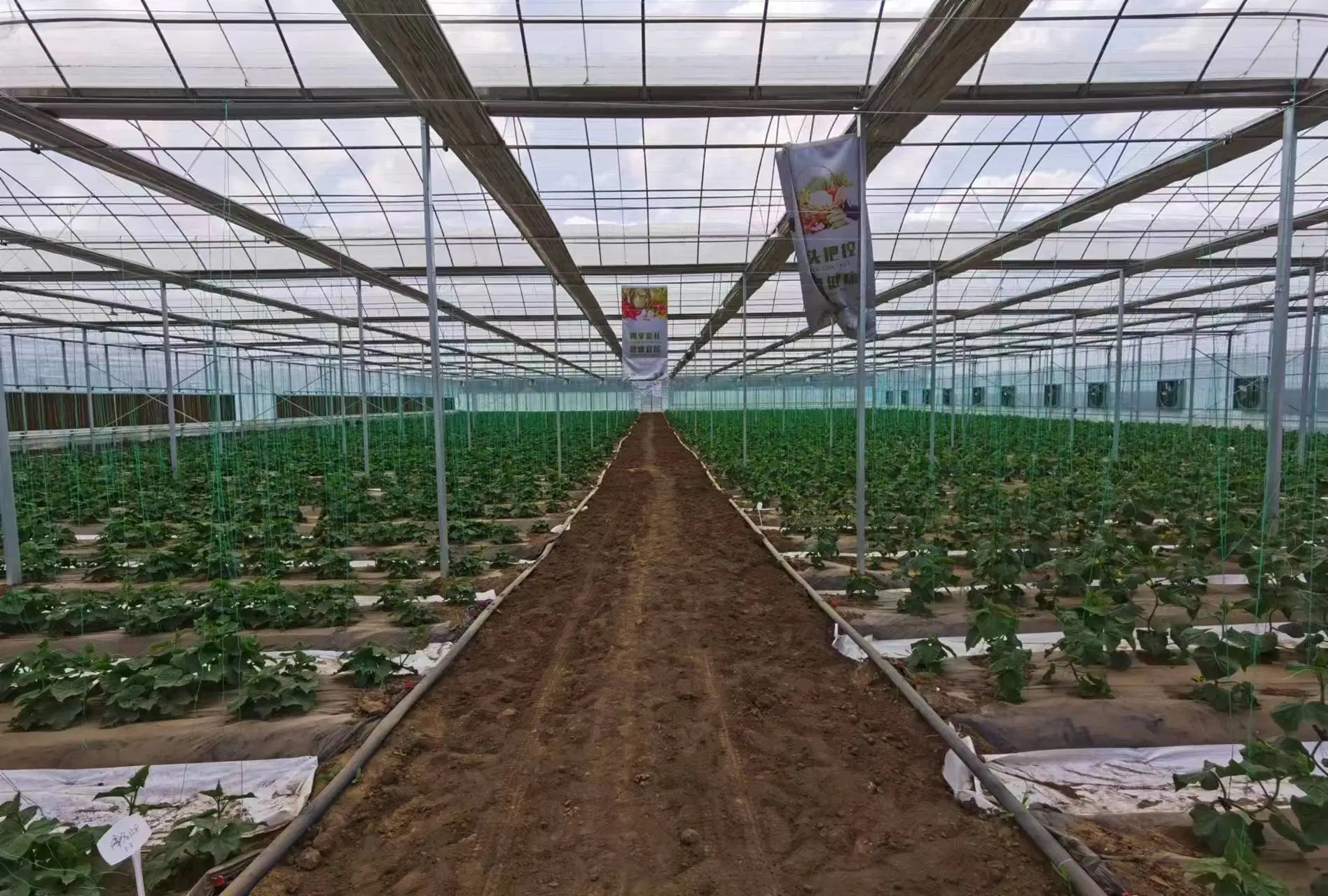 Cabrio Roof/Openable Roof Greenhouse/Film/Double Layer