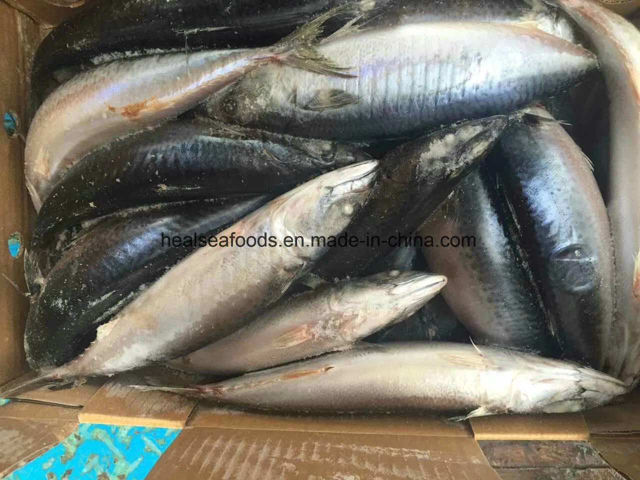 High Fat Content Fish Mackerel