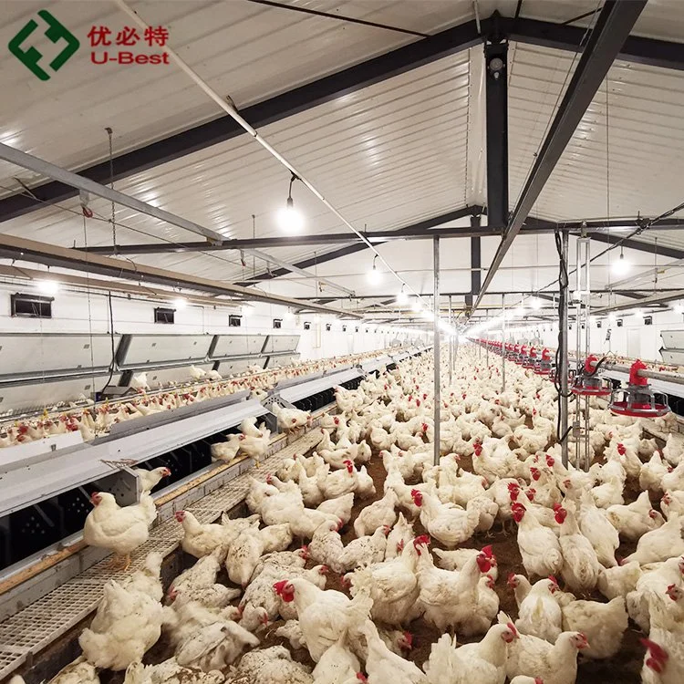 Alimentação automática da corrente alimentador de panel Equipamento para criação de frango para o criador de frango