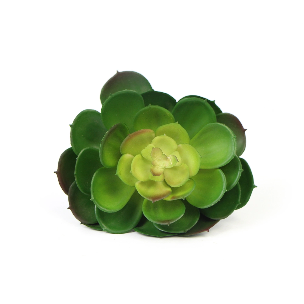 Wholesale/Supplier Eco-Friendly Office Decorative Natural Plants Succulent for Indoor